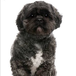 Meet your Posher, Wendy